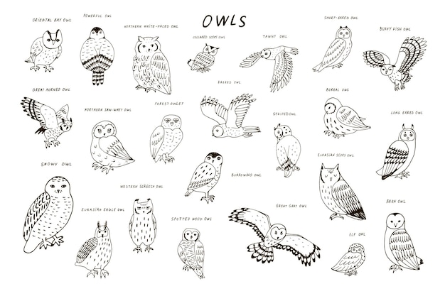 Owls forest animals vector illustrations line set
