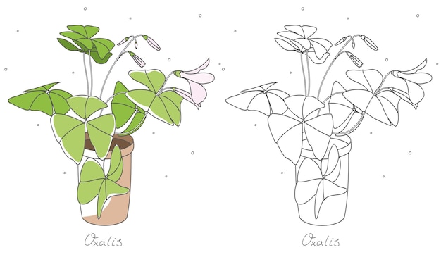 벡터 냄비 꽃 라인 벡터에 oxalis 꽃