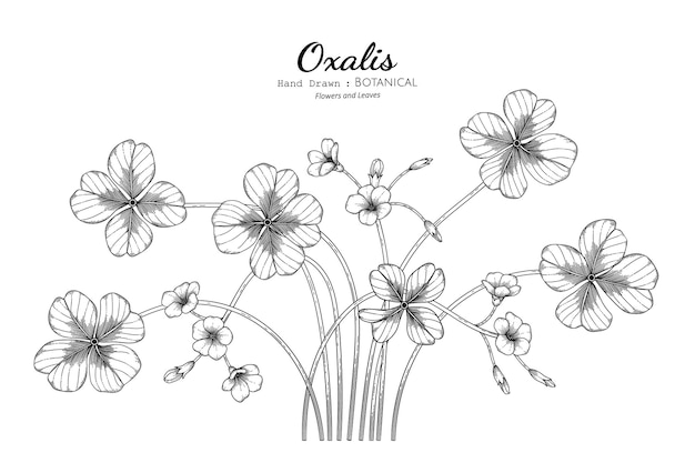 Oxalis flower and leaf hand drawn botanical illustration with line art.