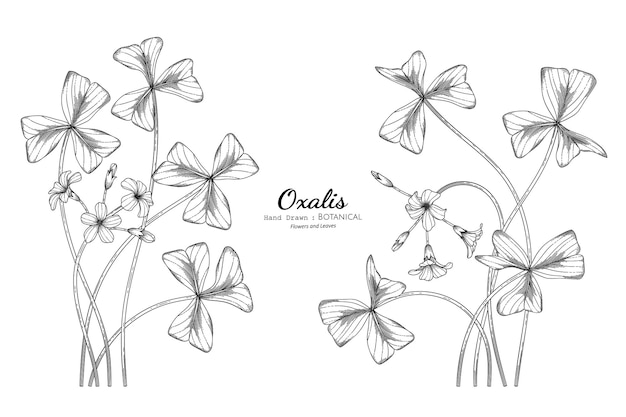 옥살리스 꽃과 잎 손으로 그린 식물 삽화가 라인 아트로 그려져 있습니다.