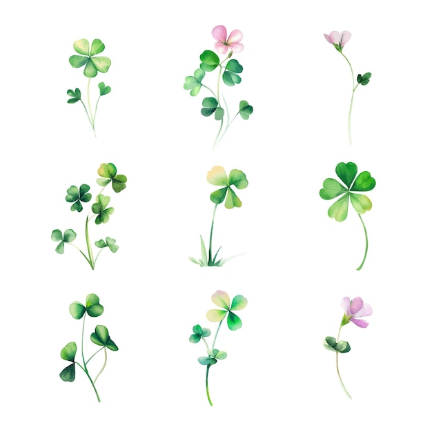 Oxalis microphyllaset aquarel klaverbladeren geïsoleerd op witte achtergrond vectorillustratie