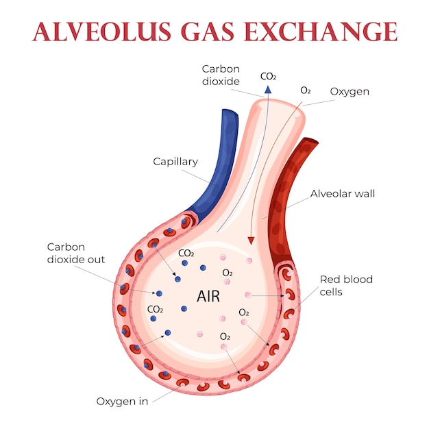 Oxygen and carbon dioxide exchange in alveolus with erythrocytes