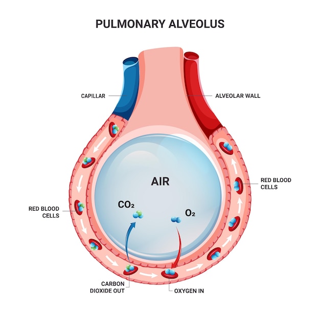 Vector oxygen and carbon dioxide exchange in alveolus with erythrocytes