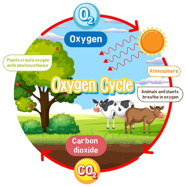 Vector oxygen cycle diagram for science education