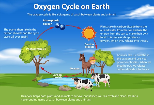 Oxygen Cycle on Earth Diagram