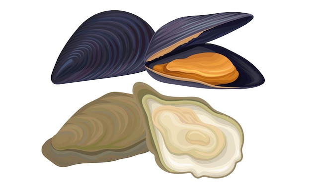 Oyster as seafood and marine delicacy vector set