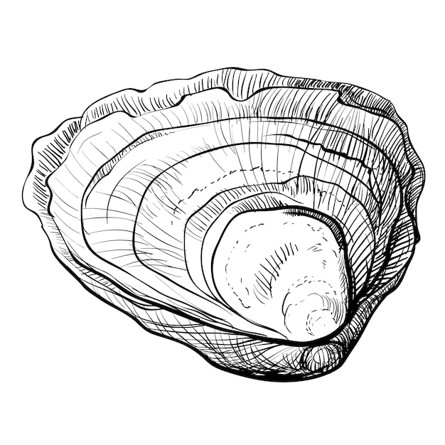 oyster vector oyster shells drawn by hand fresh oysters isolated on white background linear sketch engraving effect ink fox clipart for logo menu