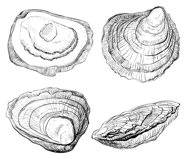 Oyster vector set isolated on white background linear sketch Engraving effect