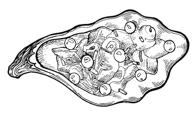 Vector oyster with salmon roe in sketch style