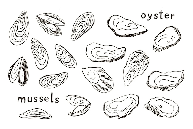 Oysters mussels sea food vector illustrations set