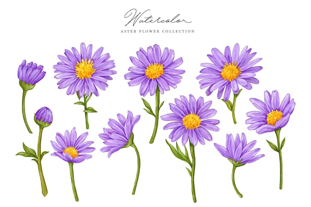 paarse aster aquarel collectie