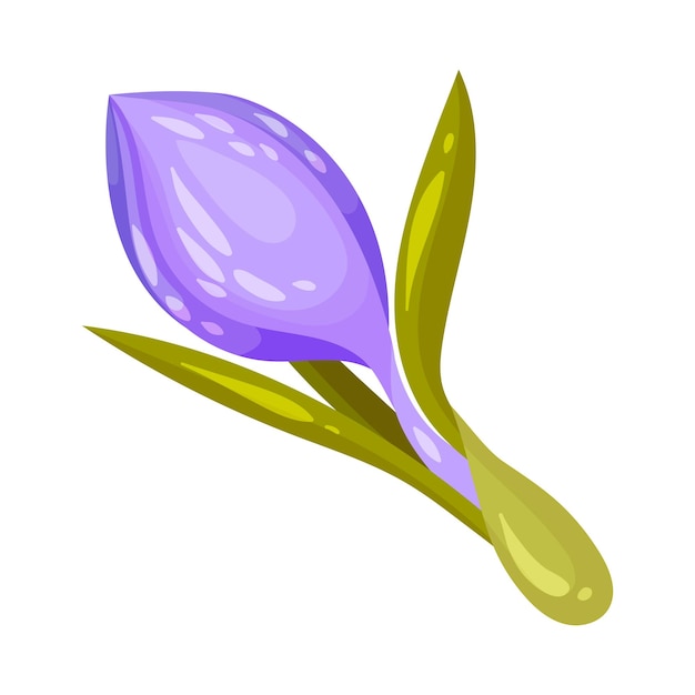 Paarse krokusbloem op stengel geïsoleerd op witte achtergrond vector illustratie