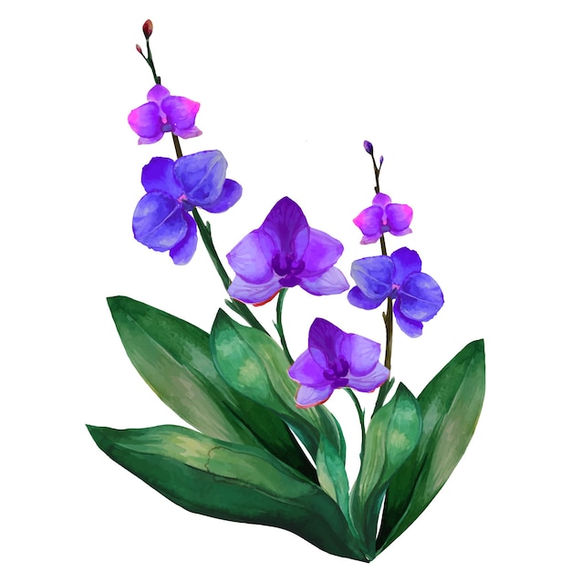 Paarse orchidee tropische bloem illustratie aquarel