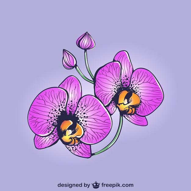 Vector paarse orchideeën tekening