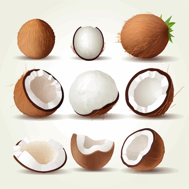 A pack of coconut vector graphics with a minimalistic and elegant design