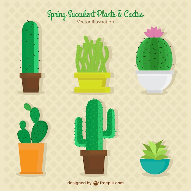 Pack of flat cactus and flowerpots