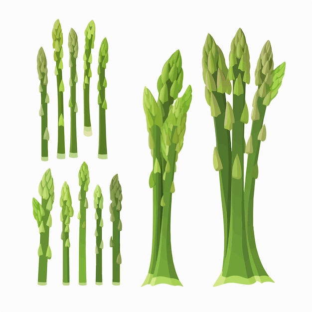 A pack of vector Asparagus illustrations featuring the plant in different arrangements