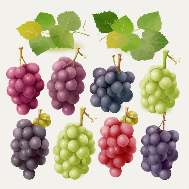 Vector pack of vector grape icons in different colors