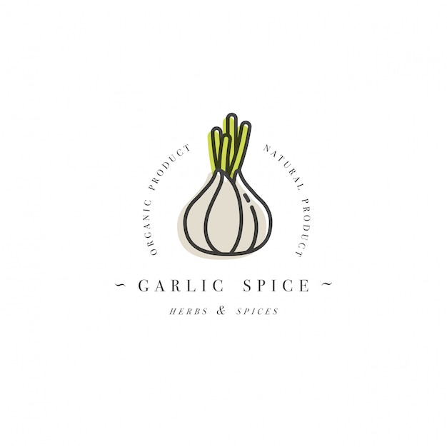 Packaging design template logo and emblem - herb and spice - garlic head. Logo in trendy linear style.