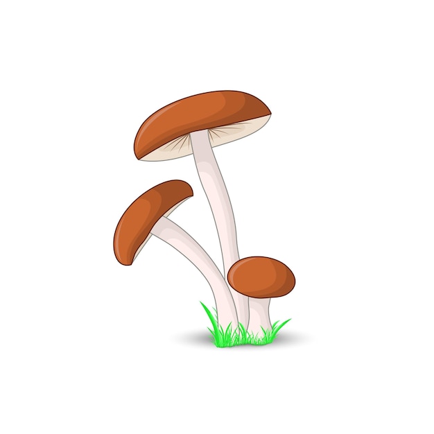 Paddestoel bruin GLB boletus surround geïsoleerd op een witte achtergrond met gras.