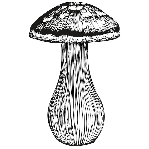 Paddestoelen lijntekening clip art hand tekenen vector zwart-wit organische schimmels