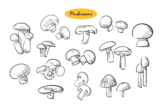 Paddestoelen op een witte achtergrond Paddestoelen op een witte achtergrond griby so stihovkoj