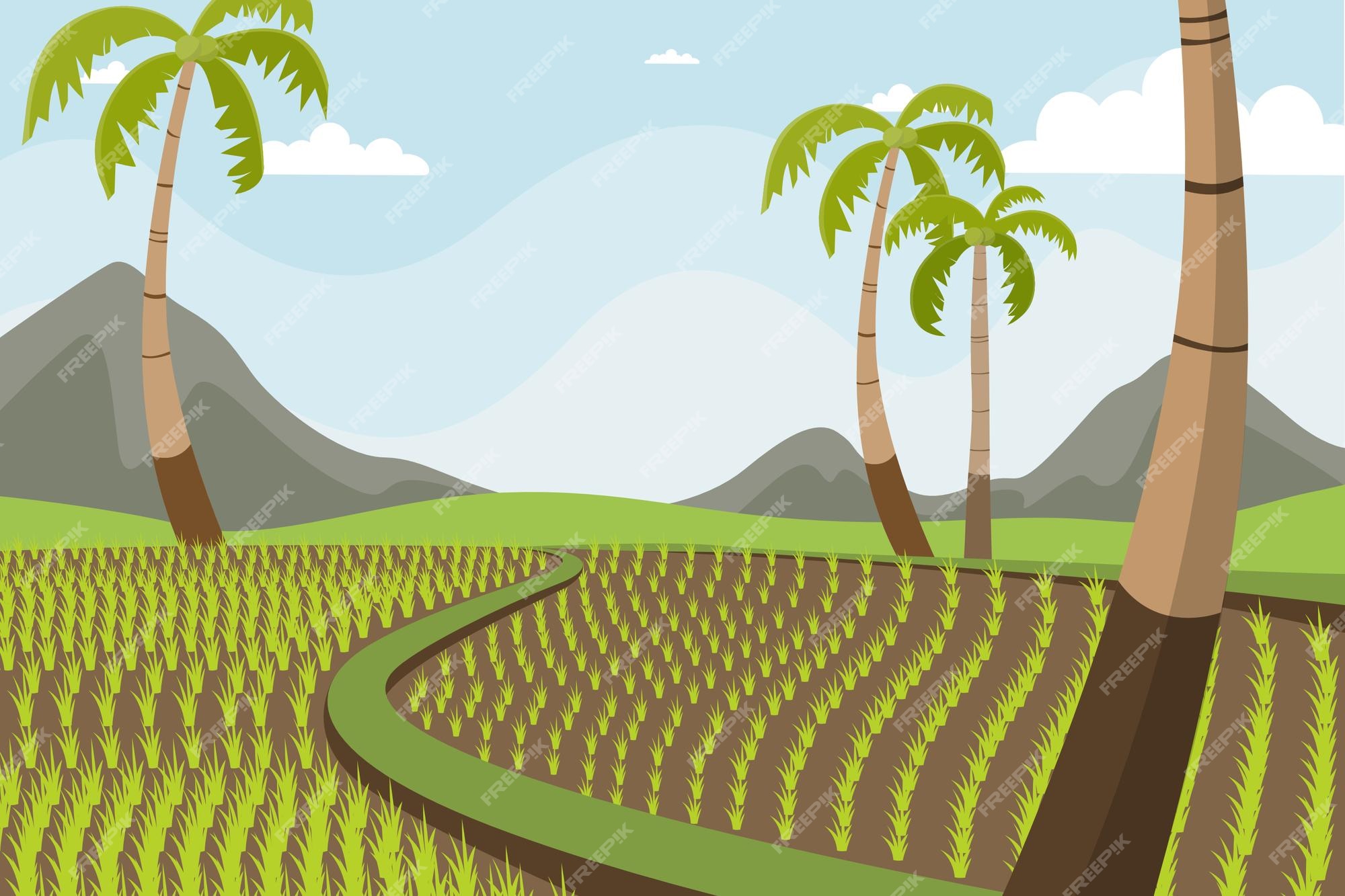 Premium Vector | Paddy field