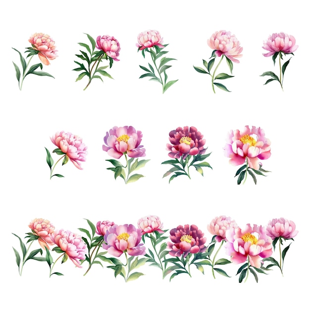 Paeonia lactiflora pallasWaterkleur bloemen set Hand geschilderde vector illustratie