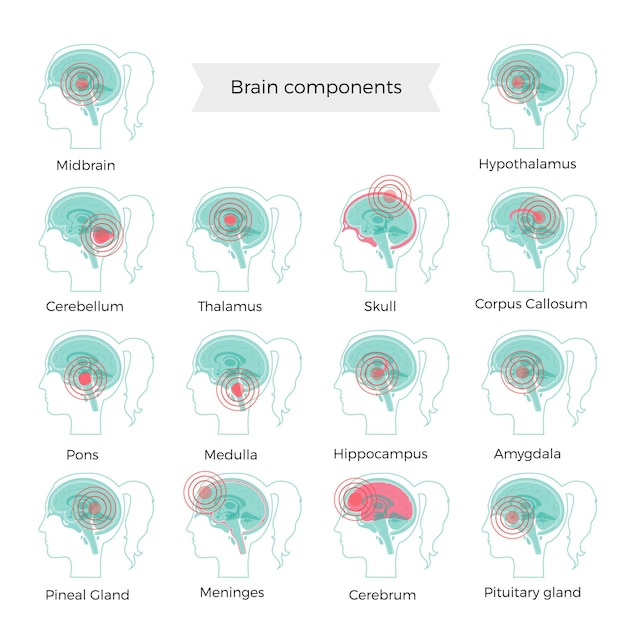 Vector pain brain illustration