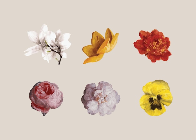 Vector painted flower illustrations