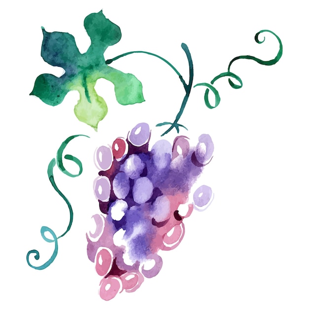 Painted watercolor grape. Vector illustration