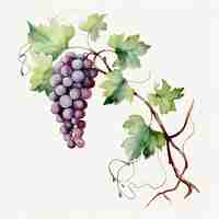 Vector painting wine juicy ornament watercolor winery harvest purple vineyard crop vine juice ripe grap