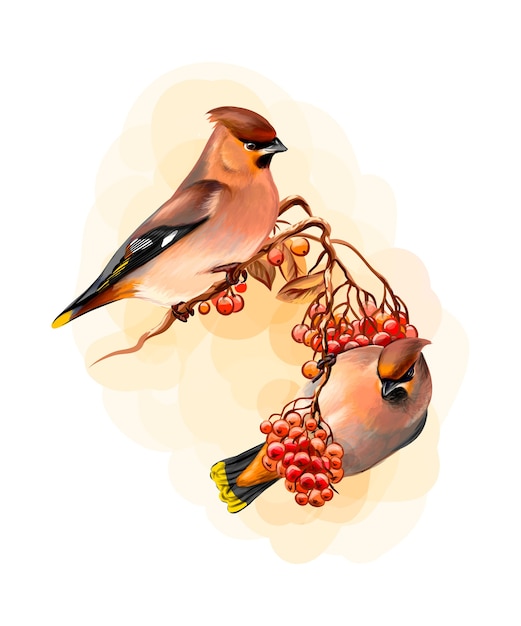 Un paio di bellissimi uccelli invernali waxwing uccello seduto su un ramo su sfondo bianco, schizzo disegnato a mano. illustrazione di vernici