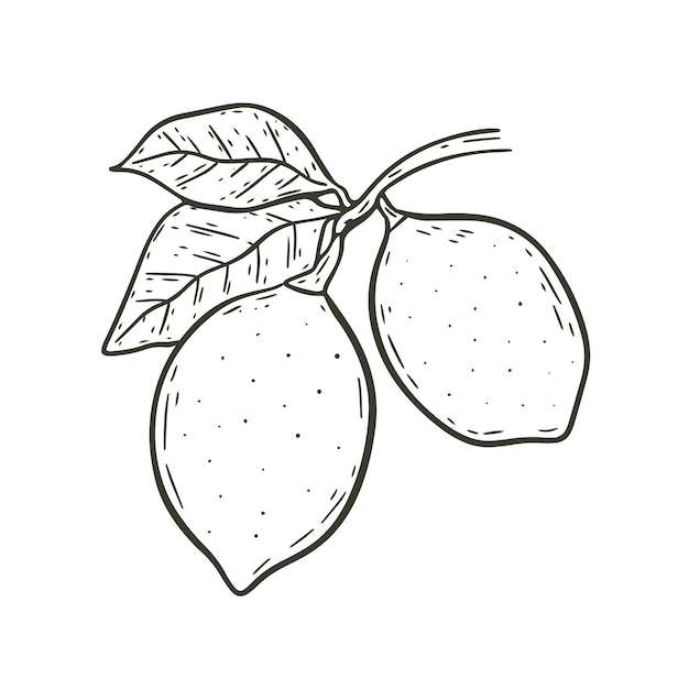 Pair of lemons on branch with leaves hand engraved vector illustration