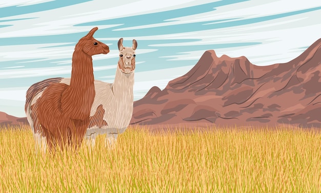 Vector a pair of llamas stand in tall dry grass at the foot of a mountain range domesticated animals