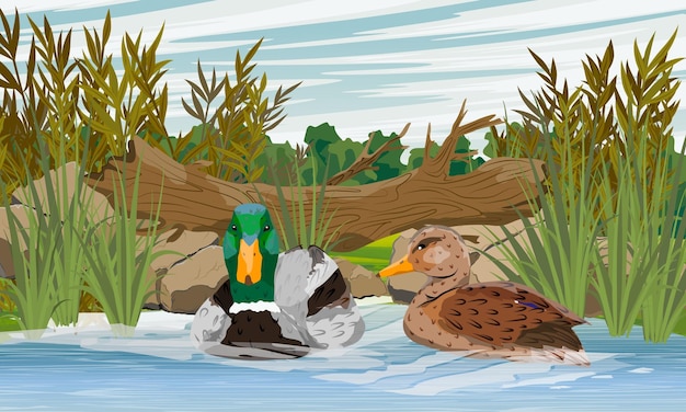 A pair of mallard ducks swim in the river wild waterfowl anas platyrhynchos realistic vector lands