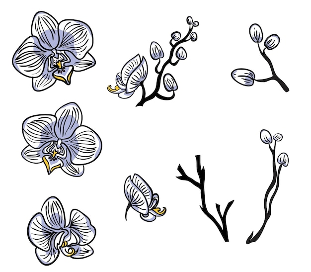 Вектор Бледно-голубые орхидеи и ветки