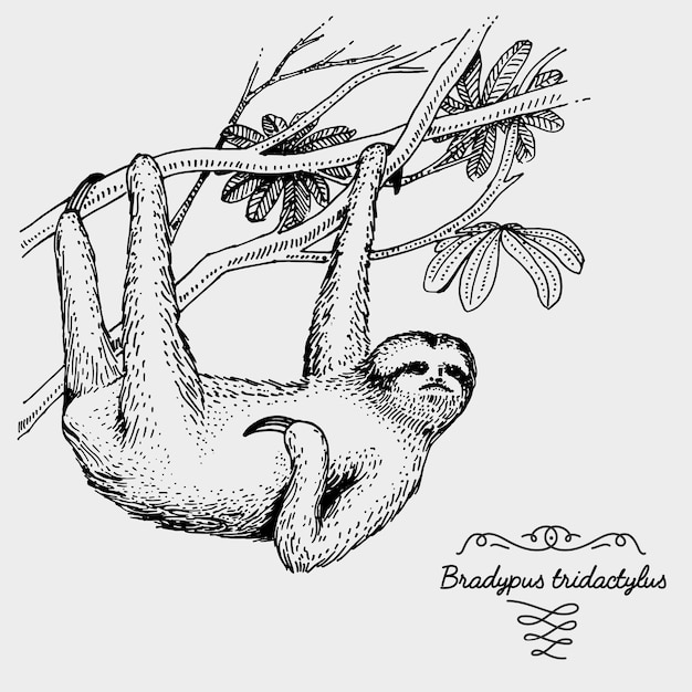 Ленивец с бледным горлом. Выгравированная векторная иллюстрация животного, нарисованная вручную в винтажном стиле гравюры на дереве