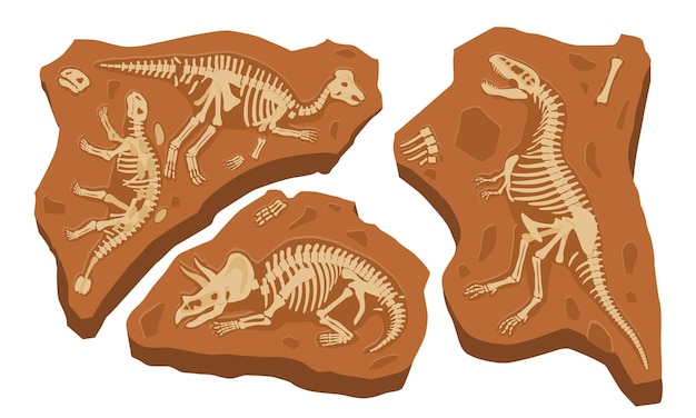 Vector paleontology finds concept fossil dinosaurs skeletons stones with bones of prehistoric reptiles set