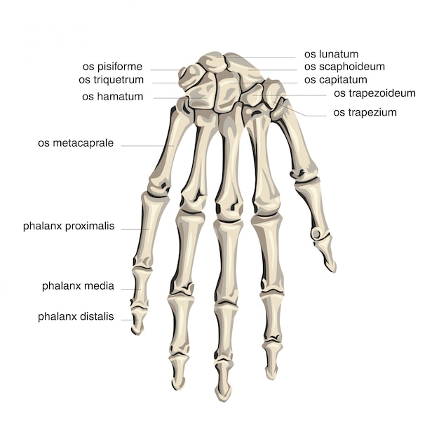 Vector palm bone anatomy