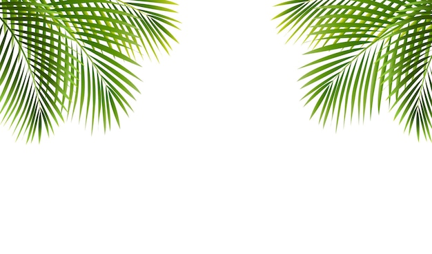Palm boom frame geïsoleerde witte achtergrond