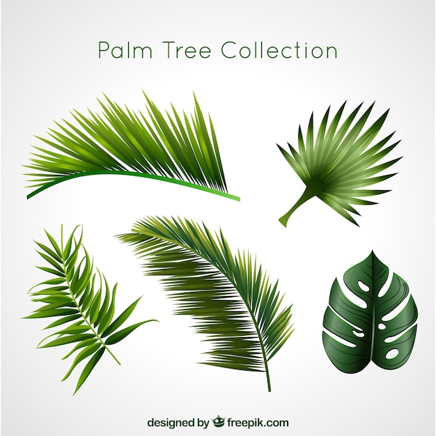 Palm collectie