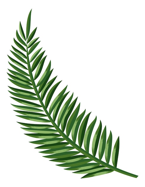 Palm frond. Tropical paradise symbol. Exotic leaf isolated on white background