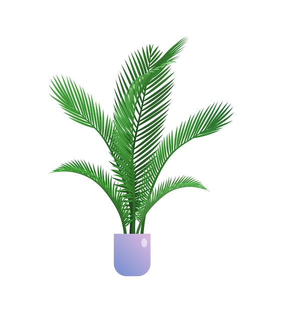 Palm houseplant in flowerpot