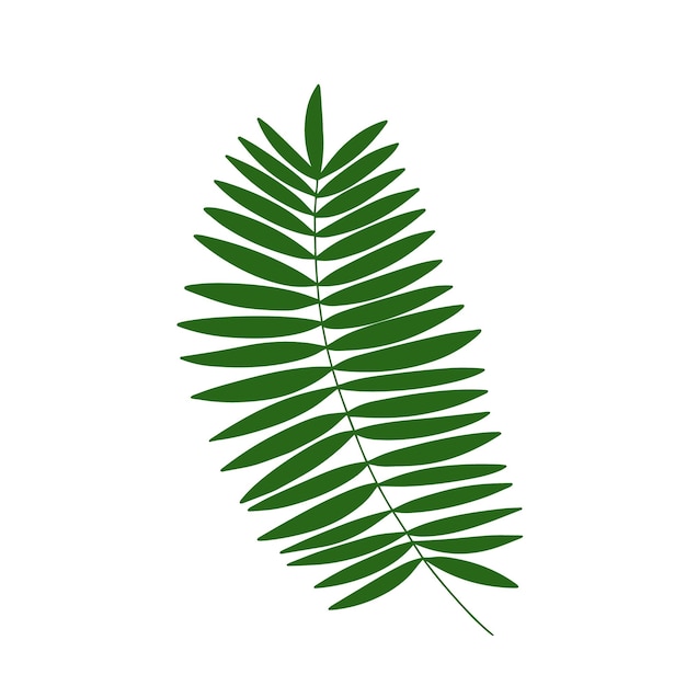 Palm leaf vector illustration Flat palm tree leaf isolated