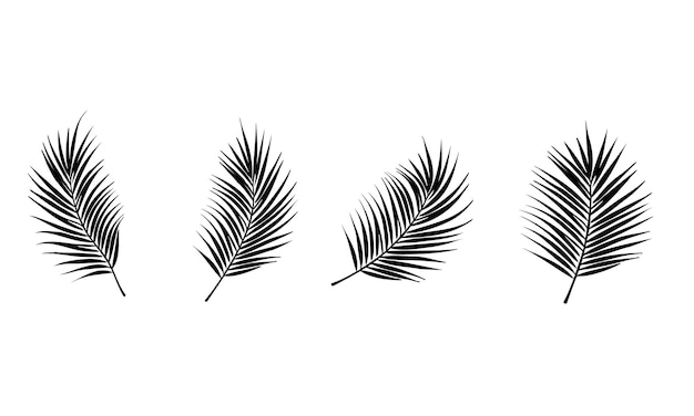 palm leaves in black and white
