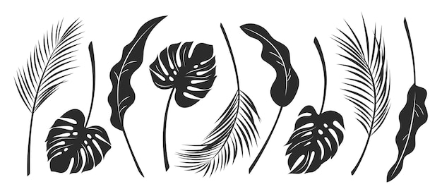 Vector palm leaves black and white