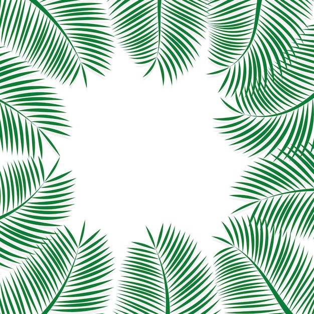 Листья пальмы или кокоса (не полностью) окружают белую рамку. Зеленые пальмовые листья и мягкие тени.