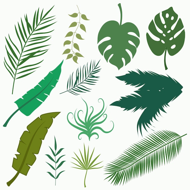 Vector palm leaves collection