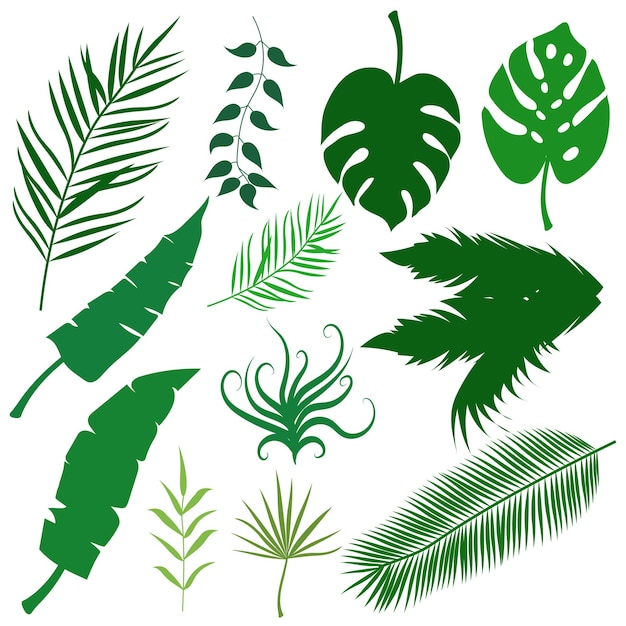 Vector palm leaves collection